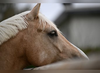 Poney de selle allemand, Hongre, 5 Ans, 162 cm, Palomino