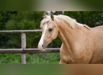 Poney de selle allemand, Hongre, 5 Ans, 162 cm, Palomino