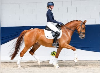 Poney de selle allemand, Hongre, 5 Ans, Alezan