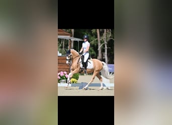 Poney de selle allemand, Hongre, 5 Ans, Palomino