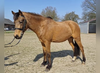 Poney de selle allemand, Hongre, 6 Ans, 140 cm, Isabelle