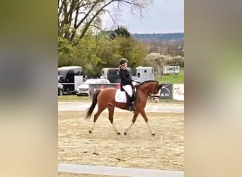 Poney de selle allemand, Hongre, 6 Ans, 142 cm, Alezan brûlé