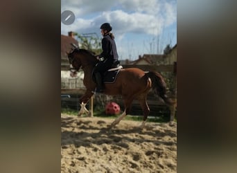 Poney de selle allemand, Hongre, 6 Ans, 142 cm, Alezan brûlé