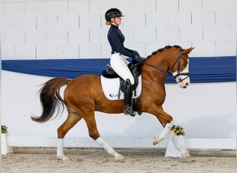 Poney de selle allemand, Hongre, 6 Ans, 142 cm, Isabelle