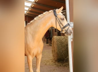Poney de selle allemand, Hongre, 6 Ans, 143 cm, Palomino