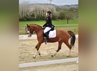 Poney de selle allemand, Hongre, 6 Ans, 144 cm, Alezan brûlé