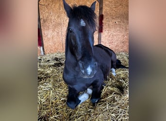 Poney de selle allemand, Hongre, 6 Ans, 144 cm, Noir
