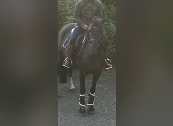 Poney de selle allemand, Hongre, 6 Ans, 144 cm, Noir