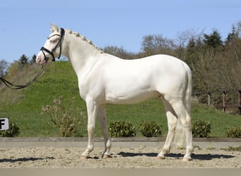 Poney de selle allemand, Hongre, 6 Ans, 145 cm, Cremello