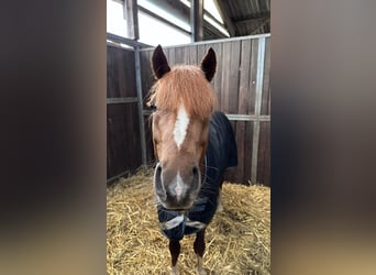 Poney de selle allemand, Hongre, 6 Ans, 146 cm, Alezan brûlé