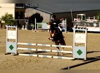 Poney de selle allemand, Hongre, 6 Ans, 146 cm, Alezan