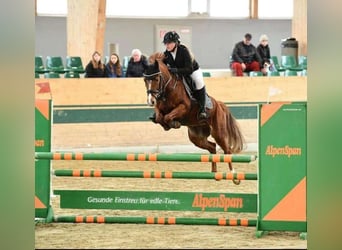 Poney de selle allemand, Hongre, 6 Ans, 146 cm, Alezan