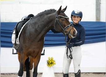 Poney de selle allemand, Hongre, 6 Ans, 146 cm, Bai brun