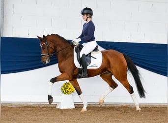 Poney de selle allemand, Hongre, 6 Ans, 146 cm, Bai