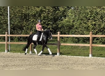 Poney de selle allemand, Hongre, 6 Ans, 146 cm, Noir