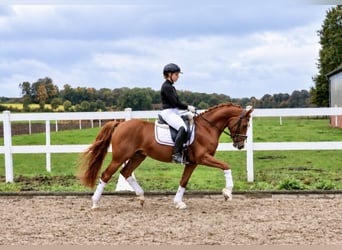 Poney de selle allemand, Hongre, 6 Ans, 147 cm, Alezan brûlé