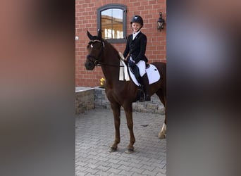 Poney de selle allemand, Hongre, 6 Ans, 147 cm, Alezan brûlé