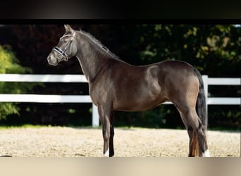 Poney de selle allemand, Hongre, 6 Ans, 147 cm, Bai brun foncé