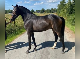 Poney de selle allemand, Hongre, 6 Ans, 147 cm, Bai brun foncé