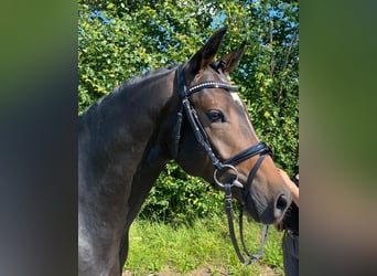 Poney de selle allemand, Hongre, 6 Ans, 147 cm, Bai brun foncé