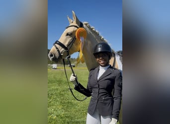 Poney de selle allemand, Hongre, 6 Ans, 147 cm, Palomino