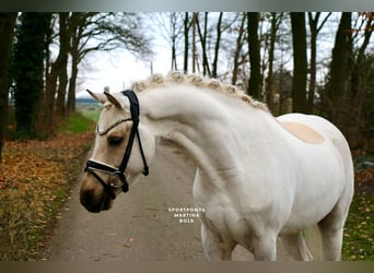 Poney de selle allemand, Hongre, 6 Ans, 147 cm, Palomino