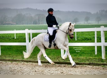 Poney de selle allemand, Hongre, 6 Ans, 147 cm, Palomino