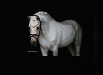 Poney de selle allemand, Hongre, 6 Ans, 147 cm, Palomino