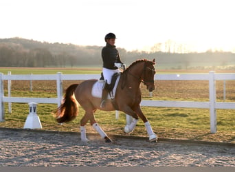 Poney de selle allemand, Hongre, 6 Ans, 148 cm, Alezan