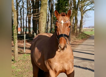 Poney de selle allemand, Hongre, 6 Ans, 148 cm, Alezan