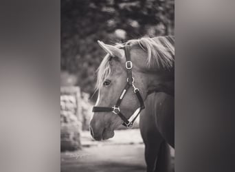 Poney de selle allemand, Hongre, 6 Ans, 148 cm, Alezan