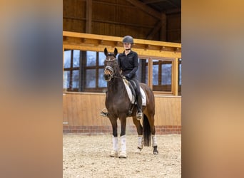 Poney de selle allemand, Hongre, 6 Ans, 148 cm, Bai brun foncé