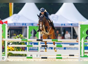 Poney de selle allemand, Hongre, 6 Ans, 148 cm, Bai