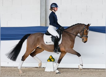 Poney de selle allemand, Hongre, 6 Ans, 148 cm, Bai