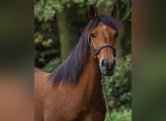 Poney de selle allemand Croisé, Hongre, 6 Ans, 148 cm, Bai