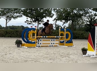 Poney de selle allemand, Hongre, 6 Ans, 148 cm, Isabelle