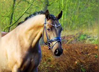 Poney de selle allemand, Hongre, 6 Ans, 148 cm, Noir