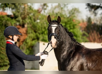Poney de selle allemand, Hongre, 6 Ans, 148 cm, Noir