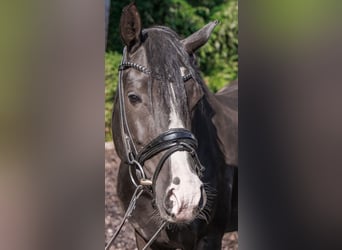 Poney de selle allemand, Hongre, 6 Ans, 148 cm, Noir