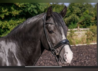 Poney de selle allemand, Hongre, 6 Ans, 148 cm, Noir