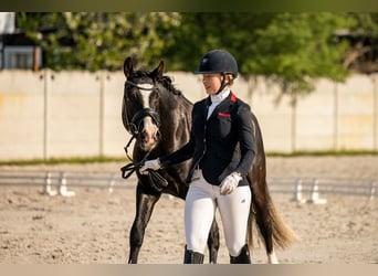 Poney de selle allemand, Hongre, 6 Ans, 148 cm, Noir