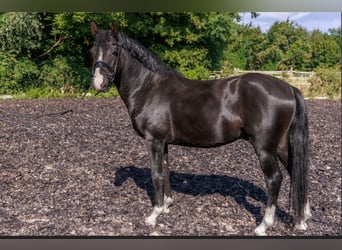 Poney de selle allemand, Hongre, 6 Ans, 148 cm, Noir