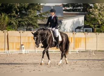 Poney de selle allemand, Hongre, 6 Ans, 148 cm, Noir