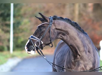 Poney de selle allemand, Hongre, 6 Ans, 148 cm, Noir