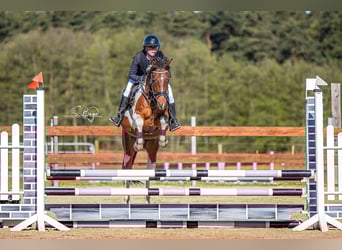 Poney de selle allemand, Hongre, 6 Ans, 148 cm, Pinto