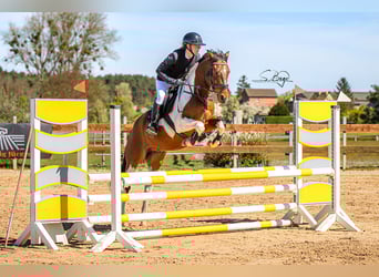 Poney de selle allemand, Hongre, 6 Ans, 148 cm, Pinto