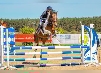 Poney de selle allemand, Hongre, 6 Ans, 148 cm, Pinto