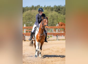 Poney de selle allemand, Hongre, 6 Ans, 148 cm, Pinto