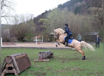 Poney de selle allemand, Hongre, 6 Ans, 150 cm, Palomino