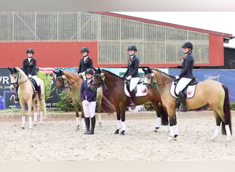 Poney de selle allemand, Hongre, 6 Ans, 153 cm, Palomino